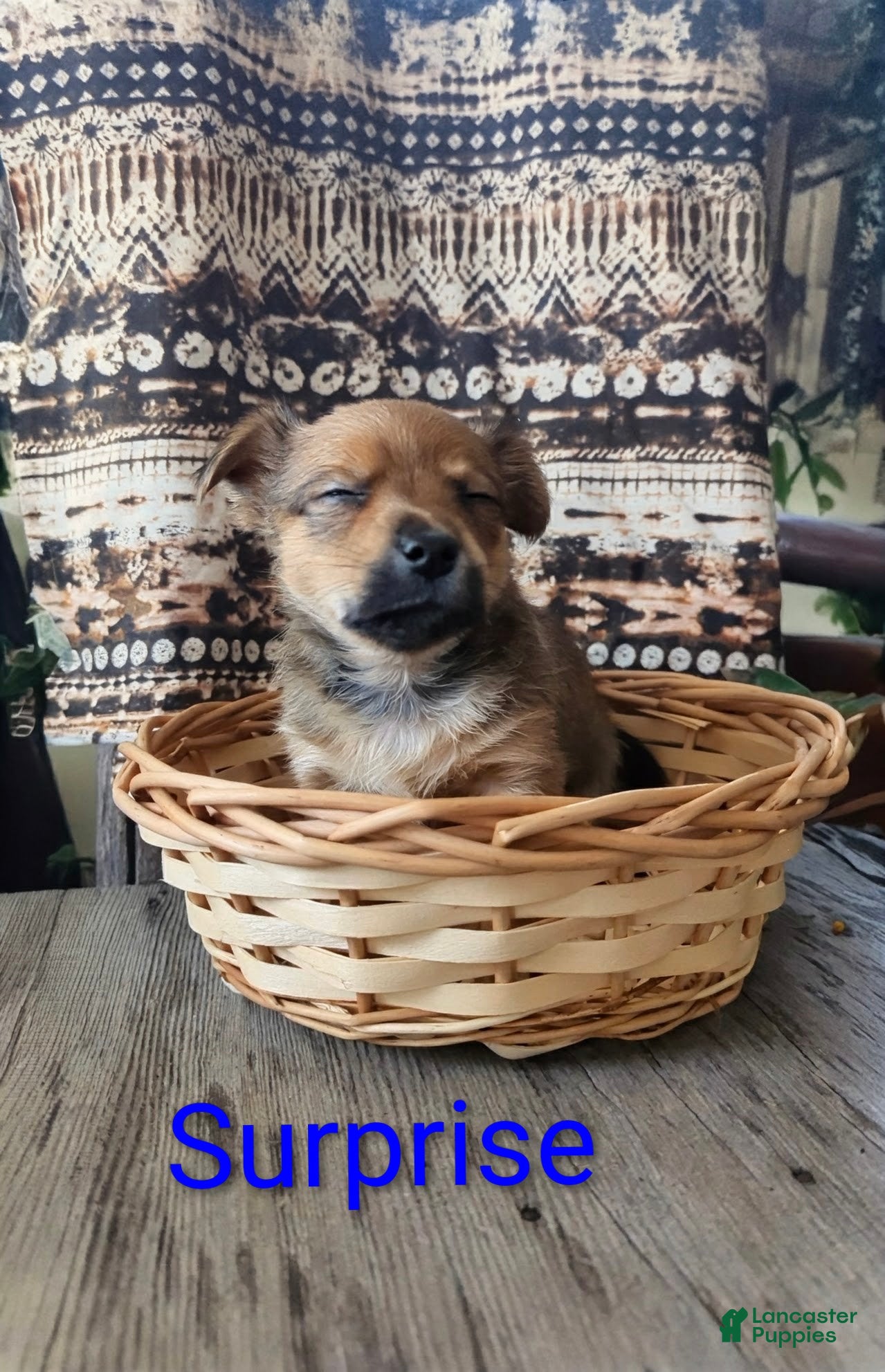 Yorkshire Terrier dogs Surprise - Ad 38