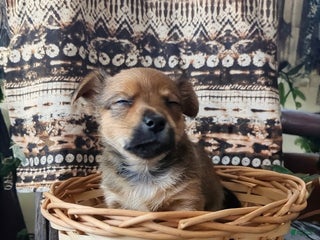 Yorkshire Terrier dogs Surprise - Ad 38