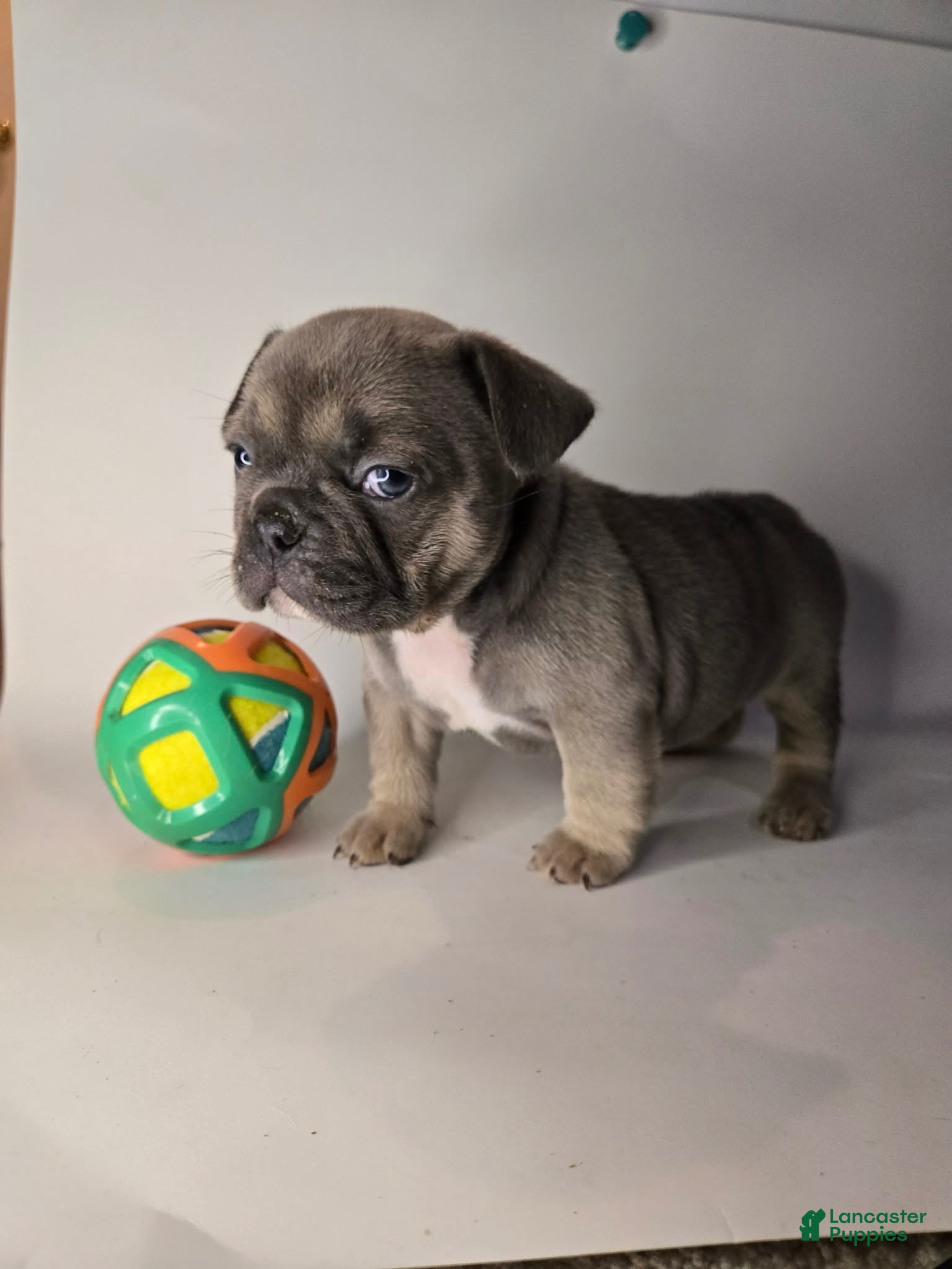 French Bulldog dogs Lucky - Ad 41