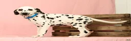 Dalmatian dogs for sale: Keno - Ad 7