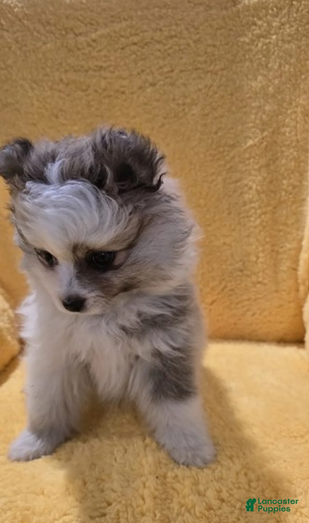 Pomeranian dogs for sale: Pomeranian Puppy 1 - Ad 1