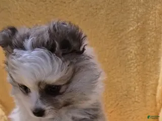 Pomeranian dogs Pomeranian Puppy 1 - Ad 16