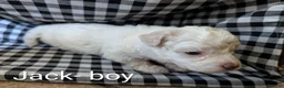 Bichpoo dogs for sale: Jack - Ad 1