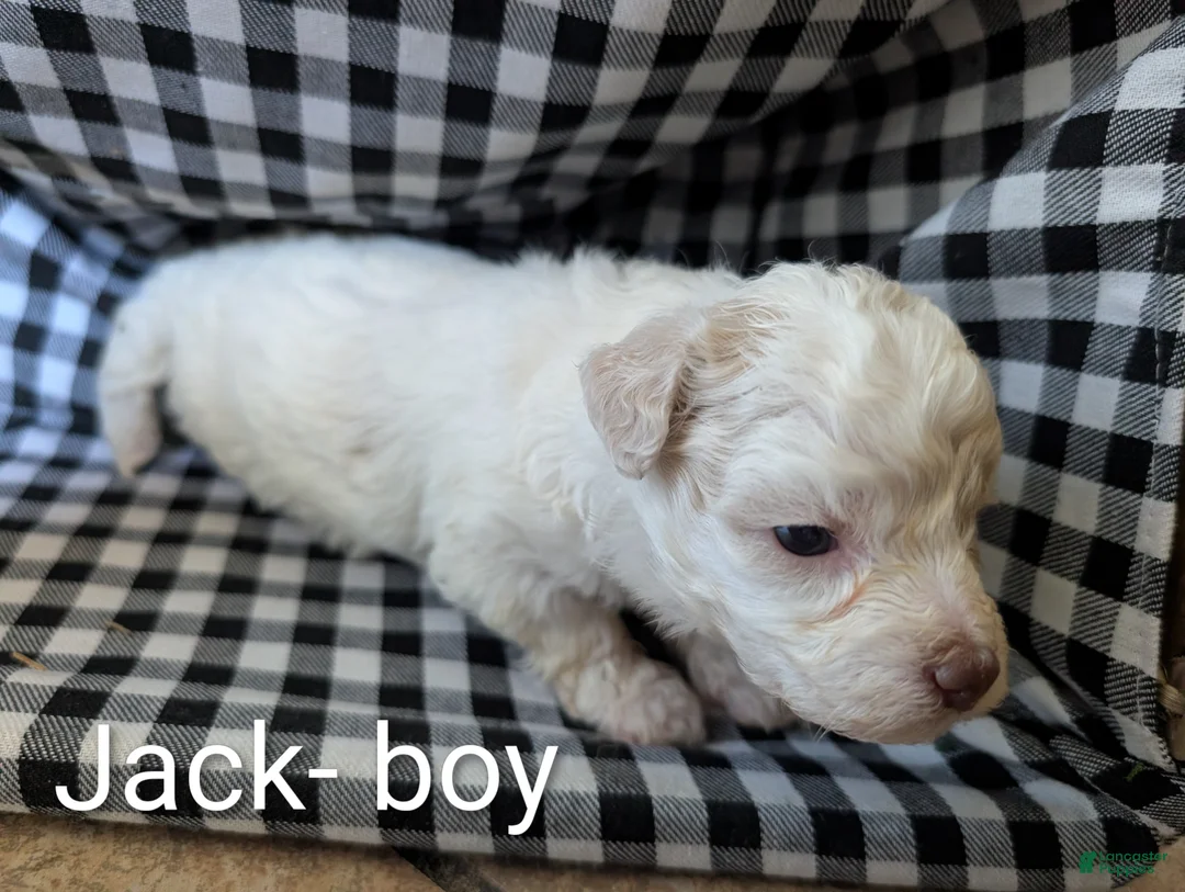 Bichpoo dogs for sale: Jack - Ad 1