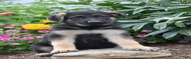 Bob