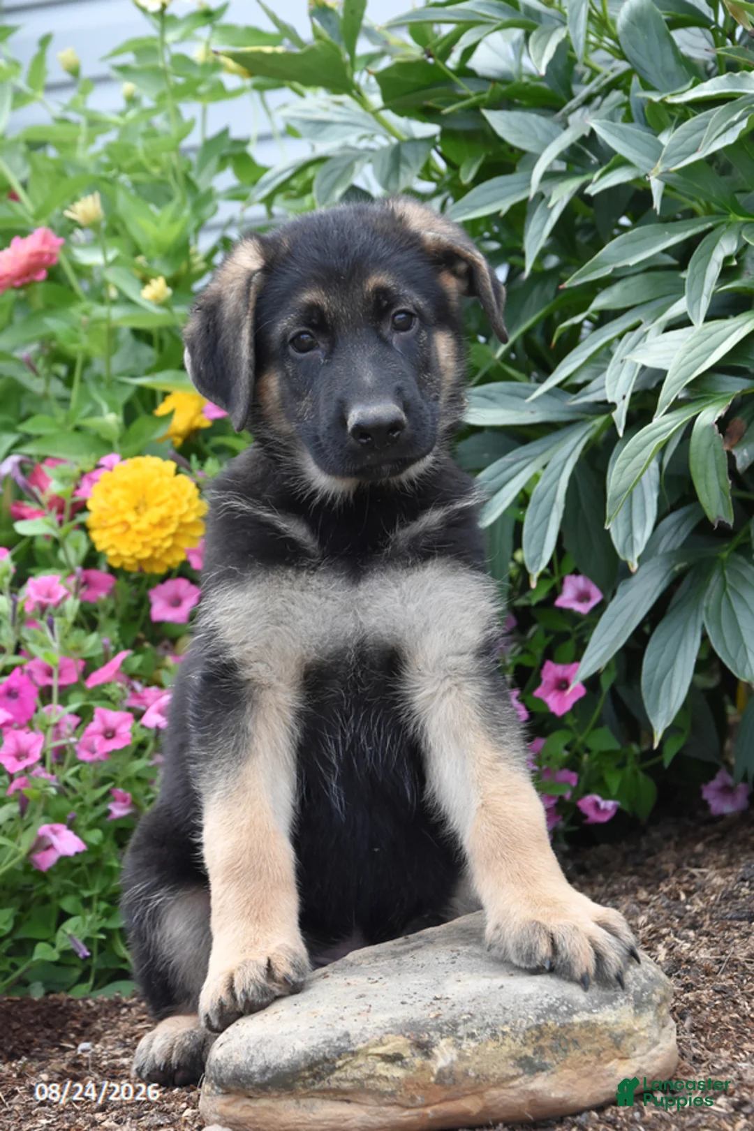 German Shepherd dogs for sale: Bob - Ad 1