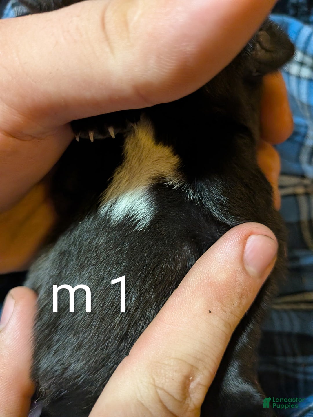 Belgian Malinois dogs for sale: Belgian Malinois Puppy 1 - Ad 4