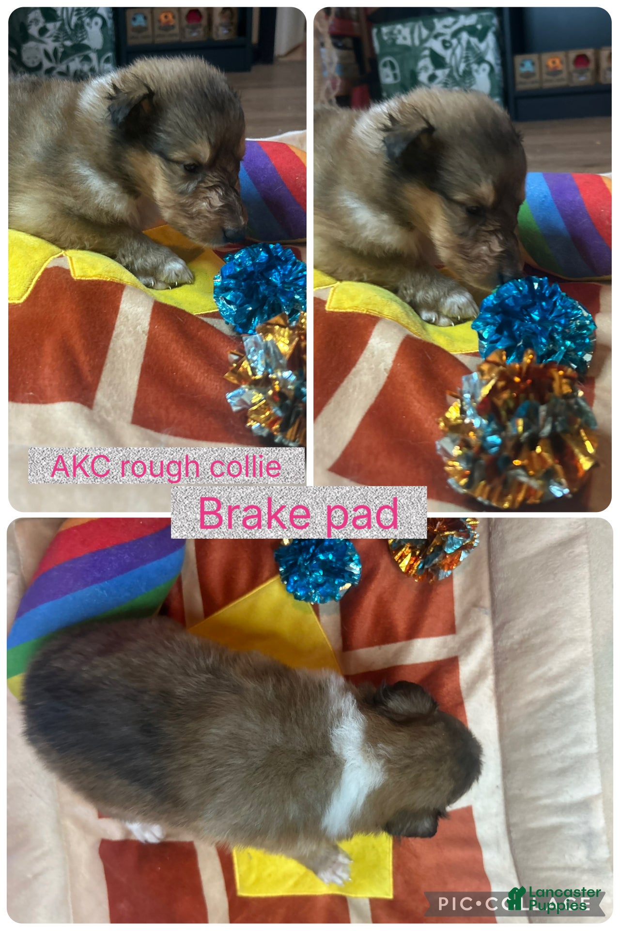 Collie dogs Brake pad  - Ad 8