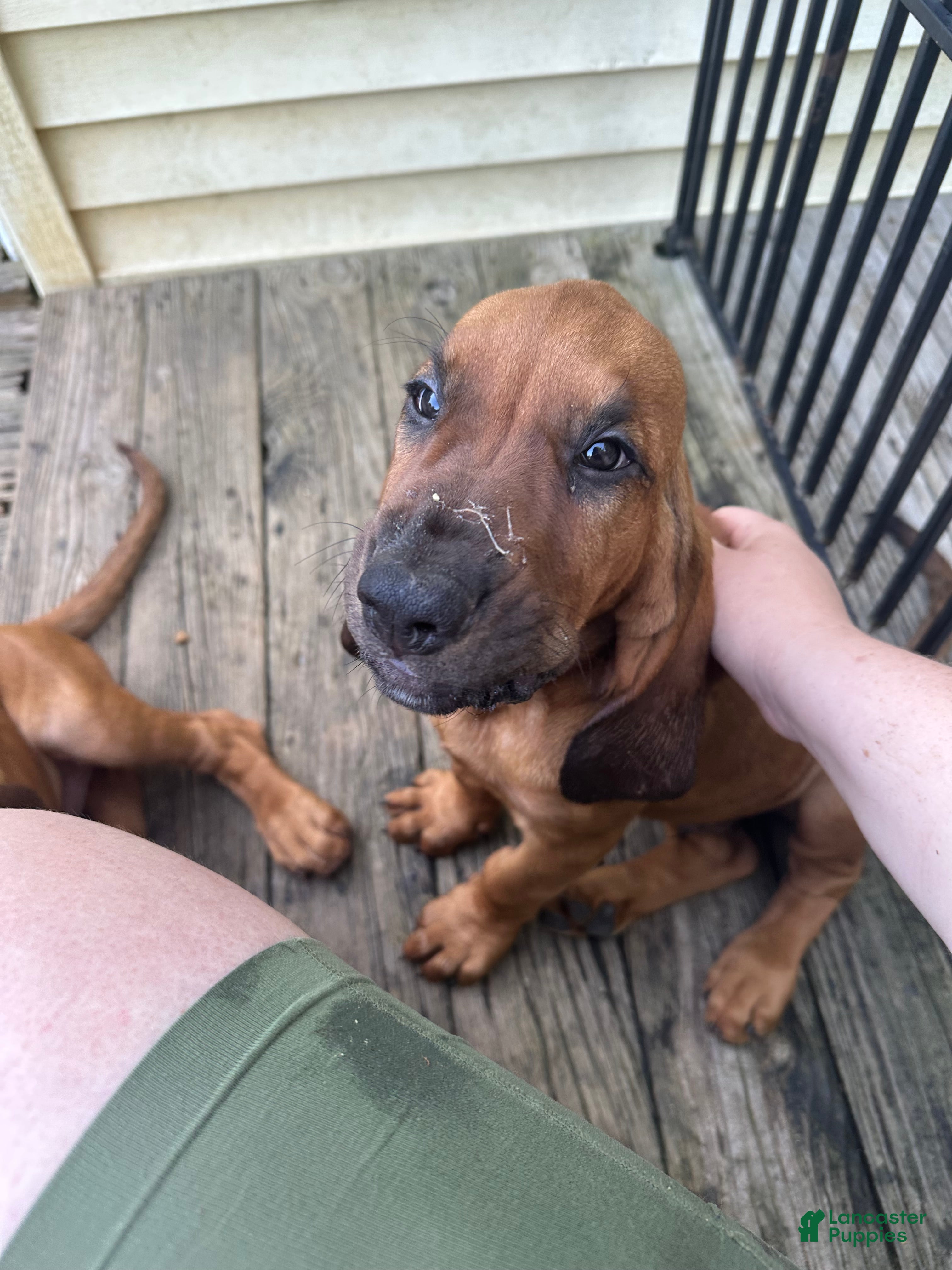 Bloodhound dogs for sale: Bloodhound Puppy 5 - Ad 5