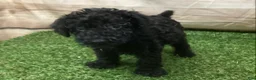 Kerry Blue Terrier dogs for sale: Paris - Ad 6