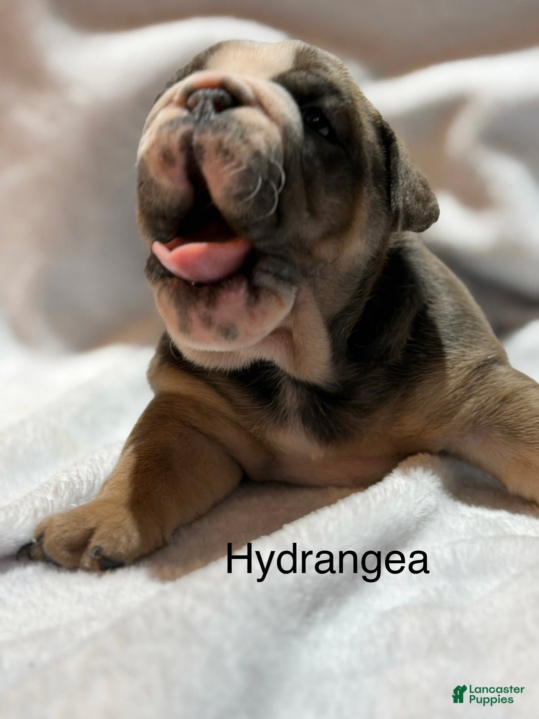 English Bulldog dogs for sale: English Bulldog Puppy 4 - Ad 6