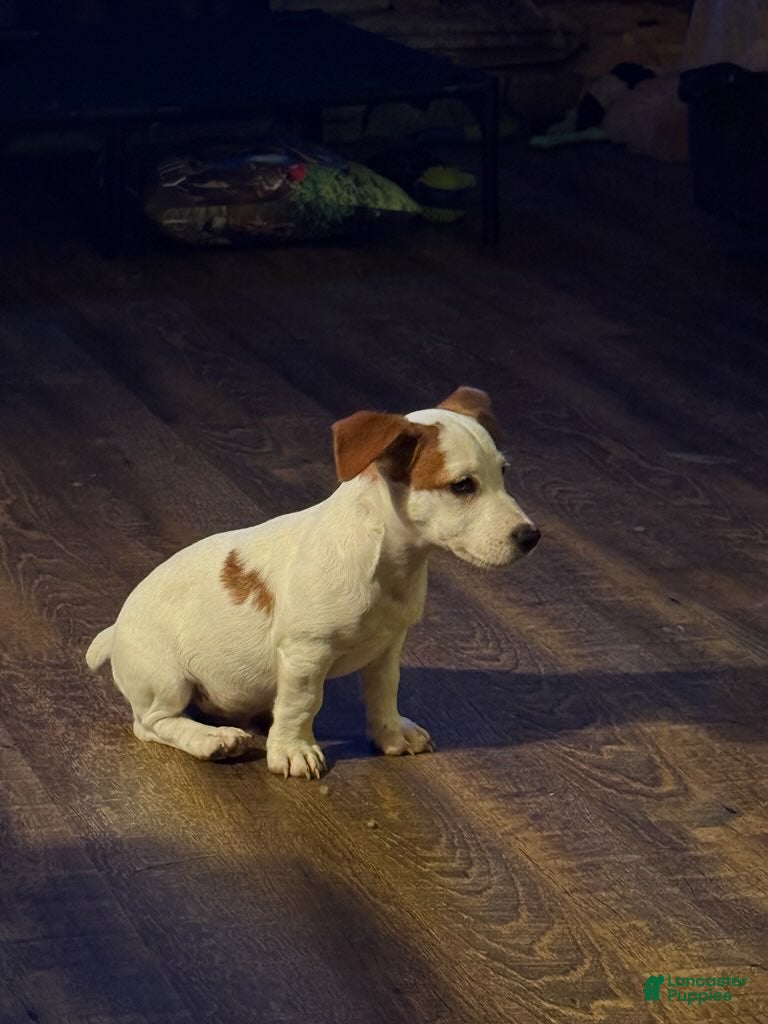 Jack Russell Terrier dogs Boy - Ad 2