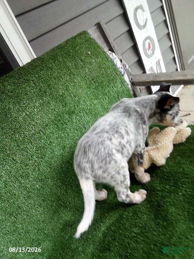 Australian Cattle Dog dogs Cooper - Ad 2