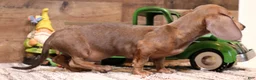 Miniature Dachshund dogs for sale: Shaggy smooth male - Ad 3