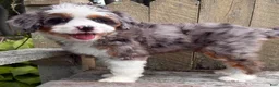Mini Bernedoodle dogs for sale: 💜IN BOSTON MASSACHUSETTS AREA💜ONE BLUE EYE💜MINI BERNEDOODLE GIRL💜 - Ad 7