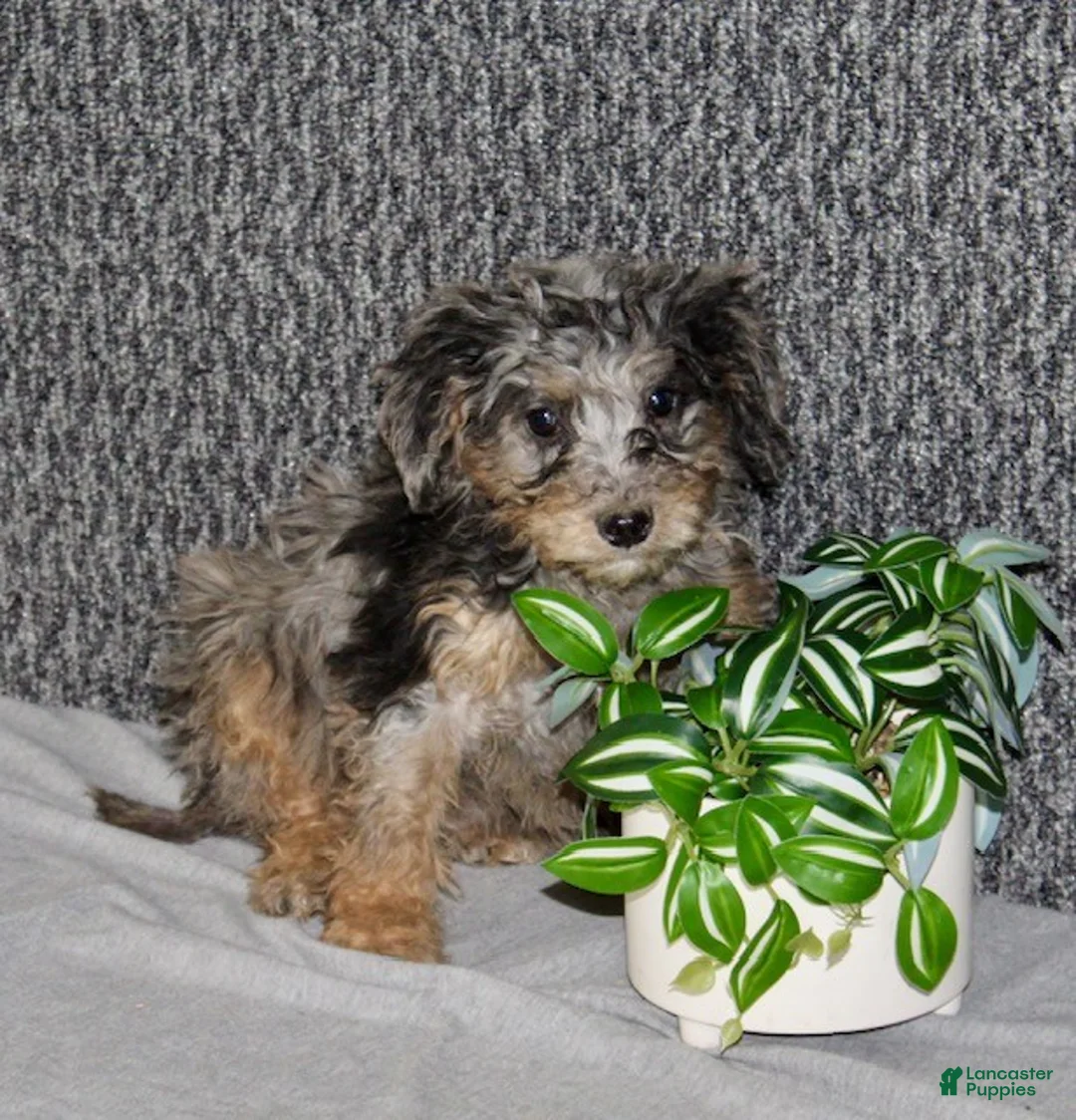 Mixed Breed dogs for sale: Winston - Ad 3