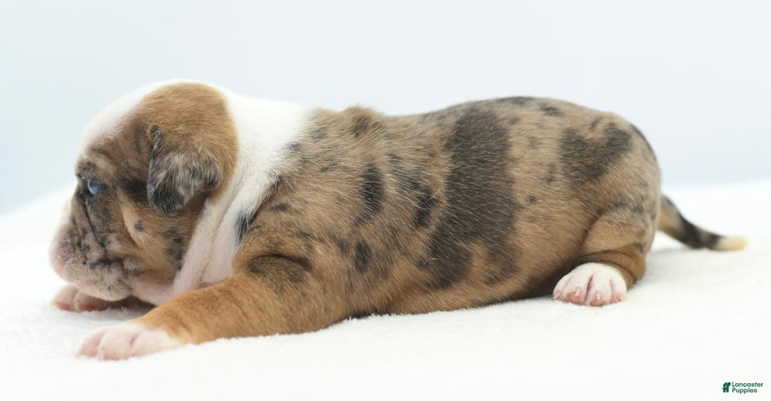 Mixed Breed dogs for sale: Turbo Merle blue eyes - Ad 9