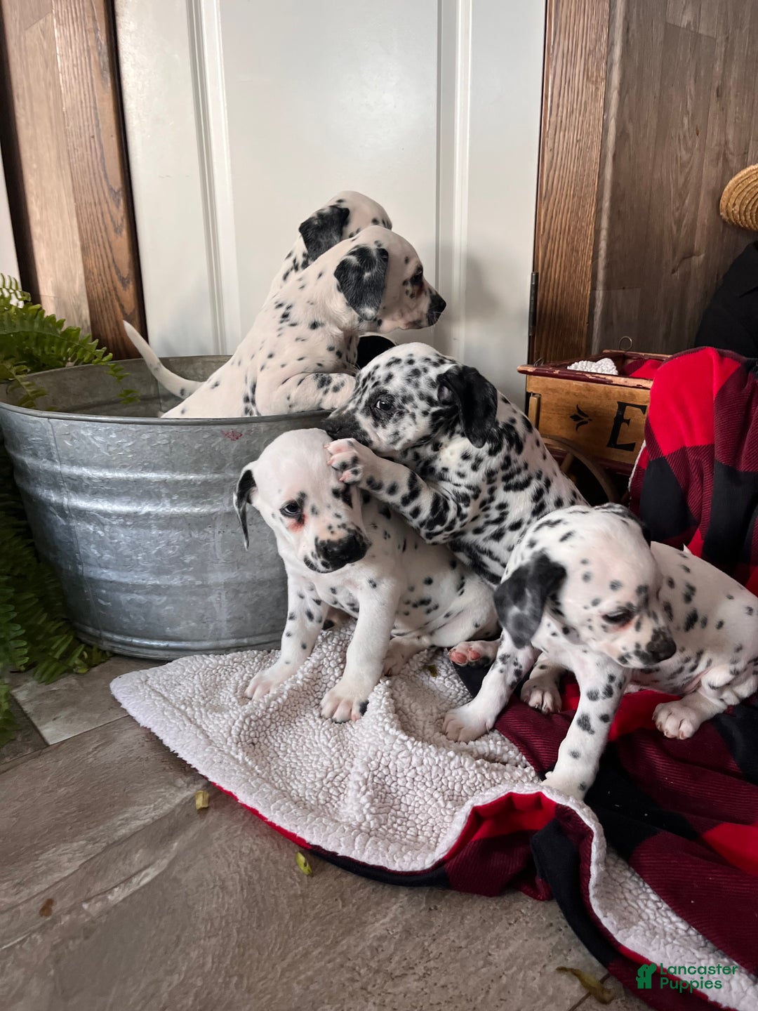 Dalmatian dogs for sale: Scraps❤️🐾AKC Hip Cert ❤️🐾Christmas Ready Call 610-932-1112 - Ad 5