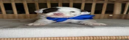 Toy Poodle dogs for sale: AKC Spanky Genetically Clear  - Ad 10