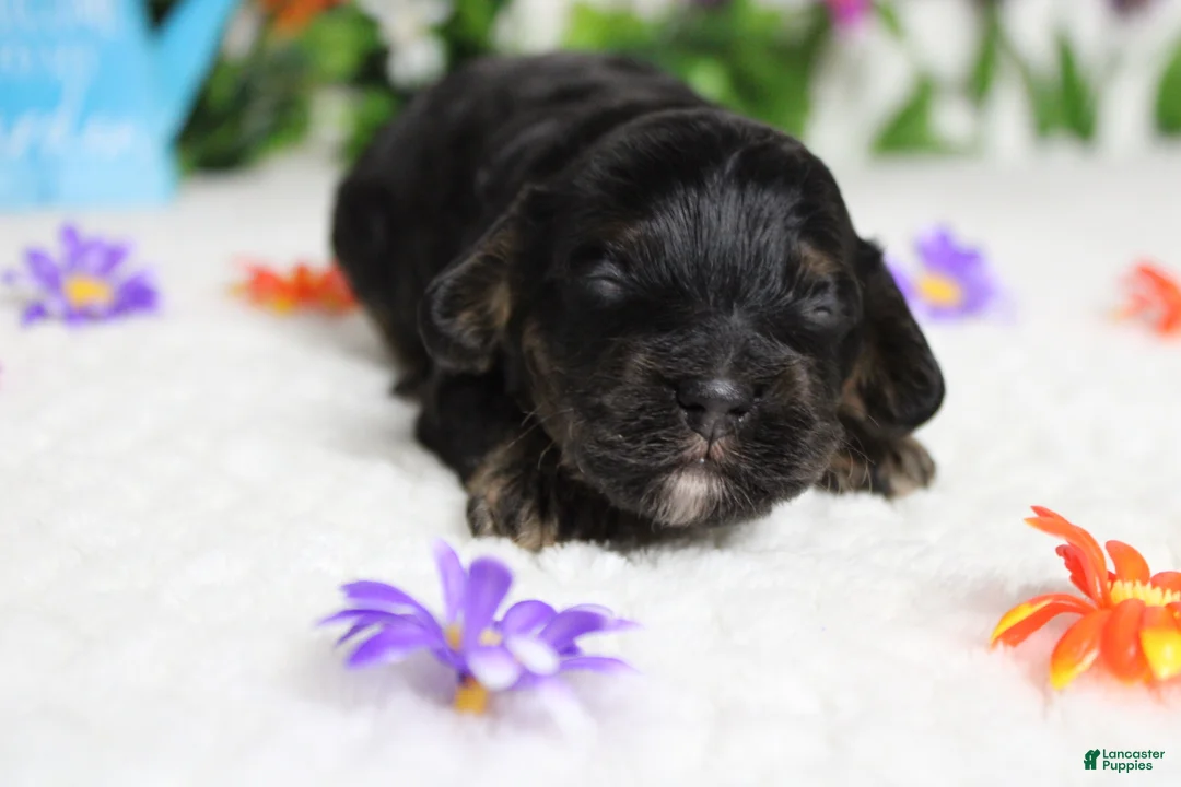Cockapoo dogs for sale: Ripple  - Ad 2
