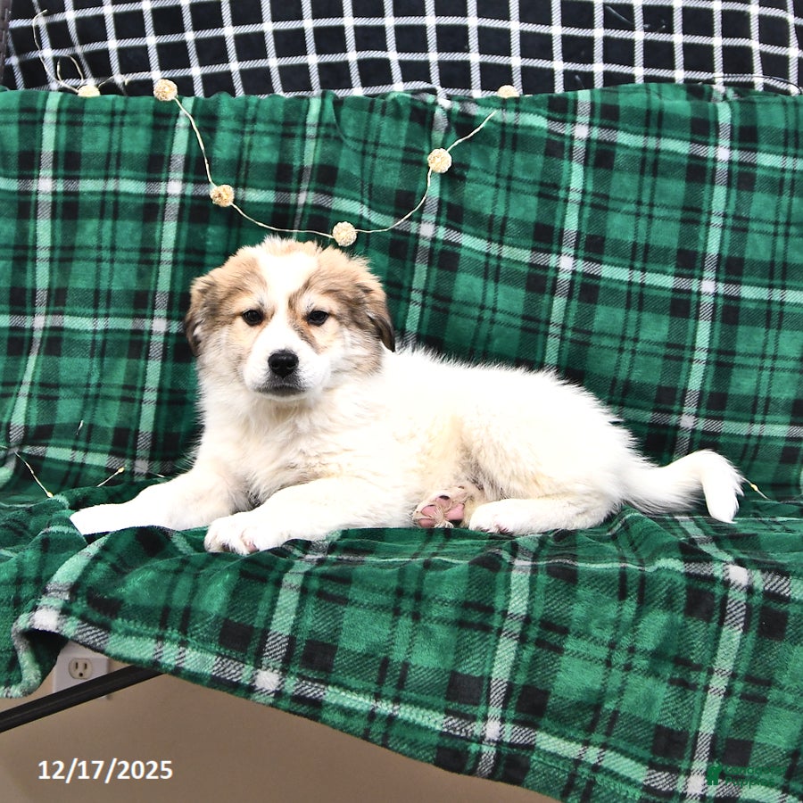 Great Pyrenees dogs Haley - Ad 10