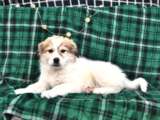 Great Pyrenees dogs Haley - Ad 1