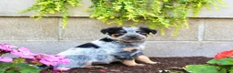 Australian Cattle Dog dogs for sale: Bella - Ad 4
