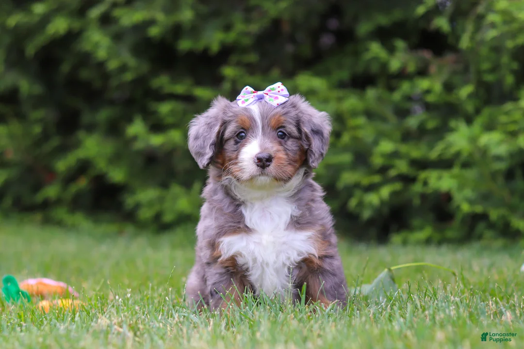 Bernedoodle dogs for sale: Aurora  - Ad 3