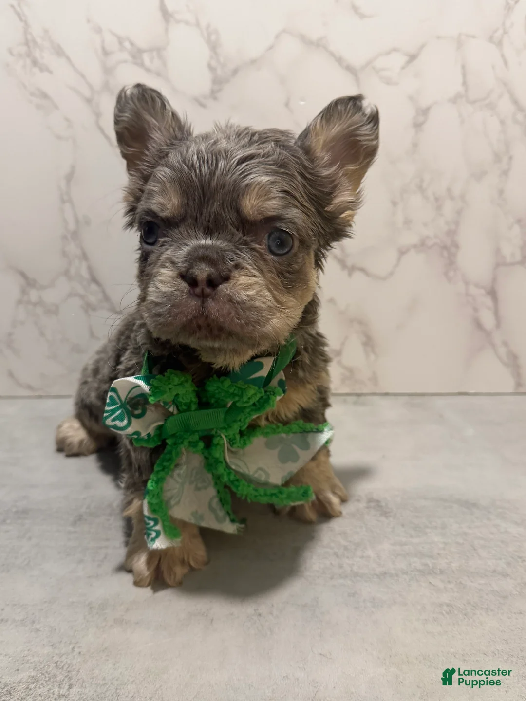French Bulldog dogs for sale: Genius - Ad 1