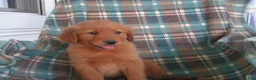Golden Retriever dogs for sale: Luke - Ad 4