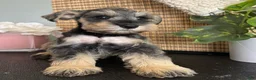 Miniature Schnauzer dogs for sale: Molly - Ad 12