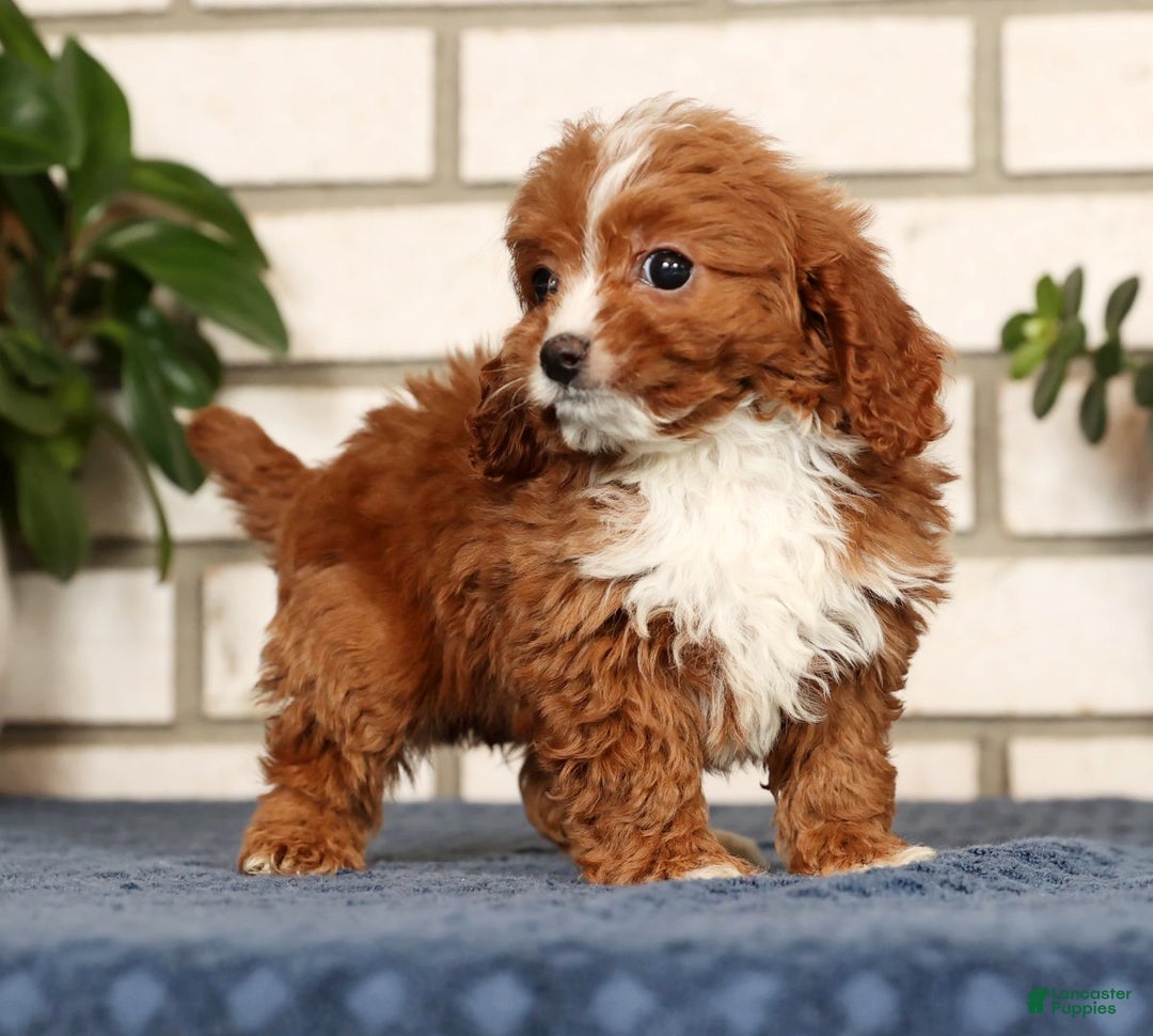 Cavapoo dogs for sale: Dash - Ad 6