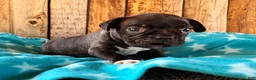Frenchton dogs for sale: Gator - Ad 2