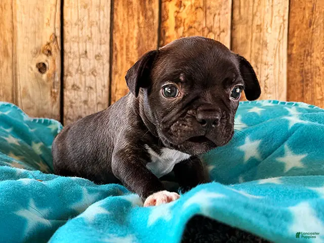 Frenchton dogs Gator - Ad 2