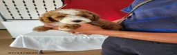 Mini Goldendoodle dogs for sale: Roxie - Ad 3