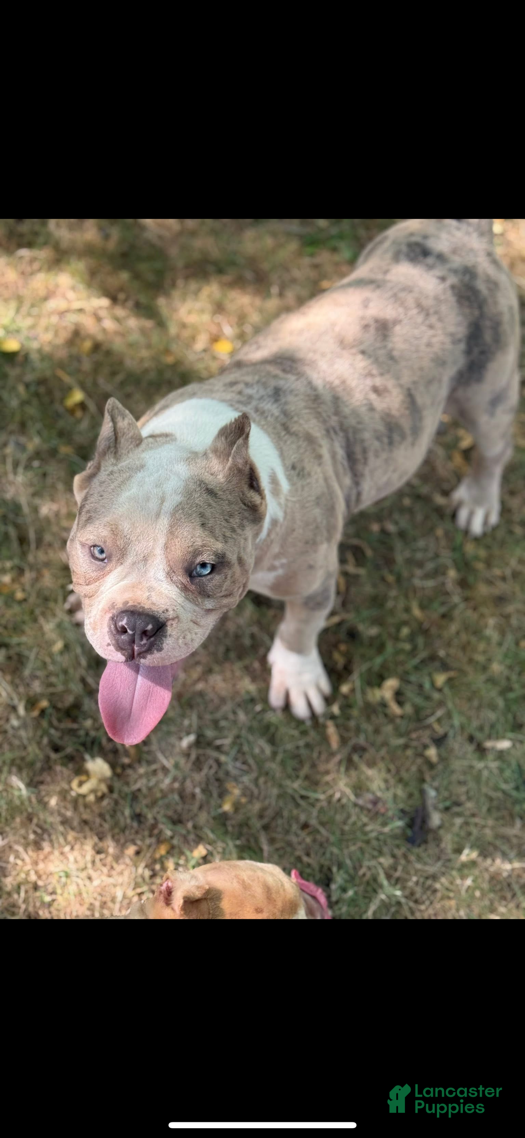 American Bully dogs for sale: Panda - Ad 1