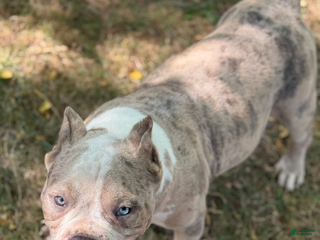 American Bully dogs Panda - Ad 6