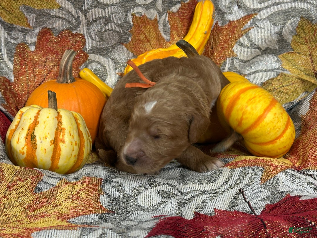 Goldendoodle dogs for sale: Orange - Ad 10