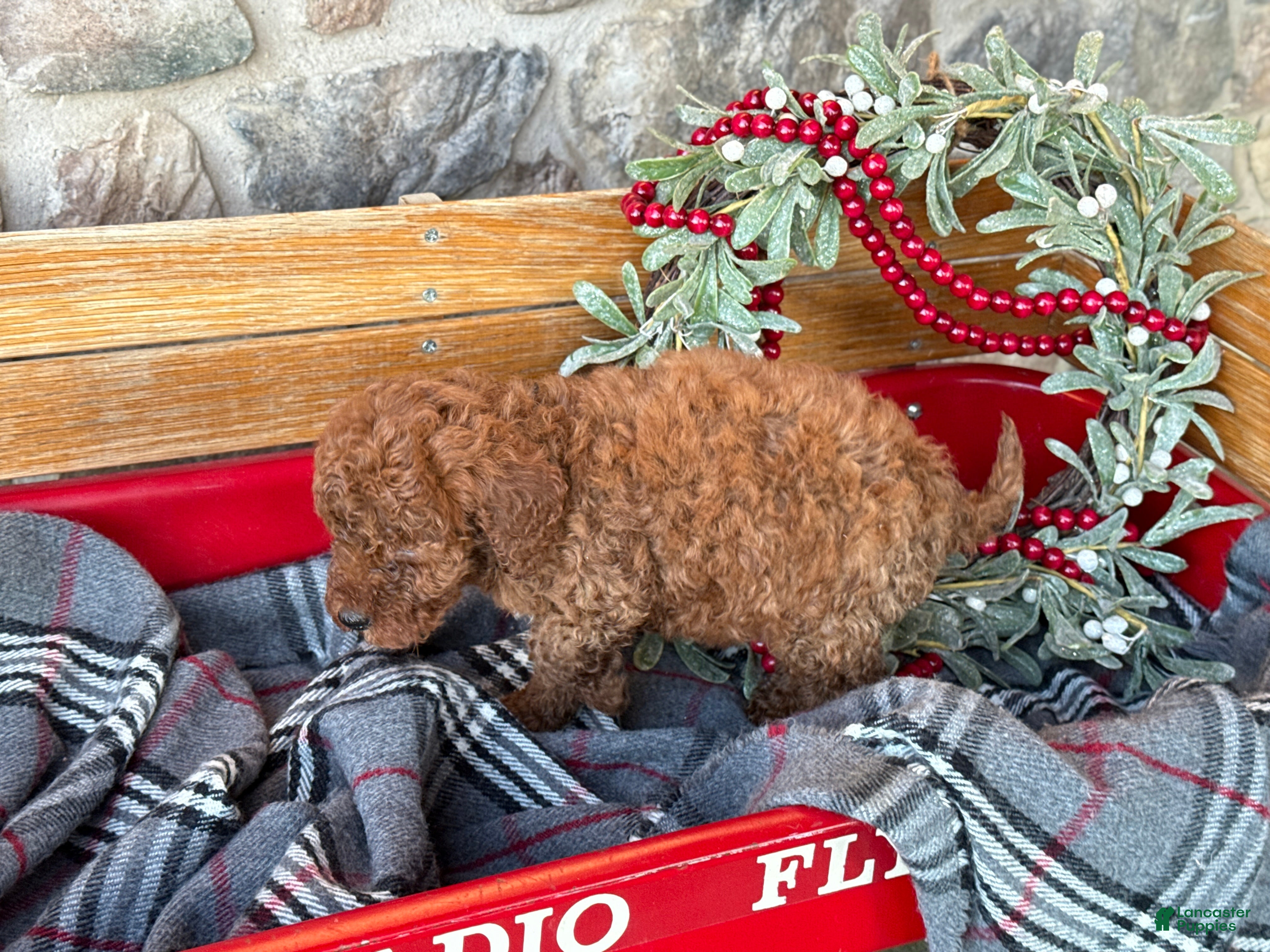 Mini Goldendoodle dogs Isabella - Ad 2