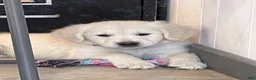 Golden Retriever dogs for sale: Vanilla Bean - Ad 5