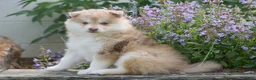 Pomsky dogs for sale: Maple - Ad 3