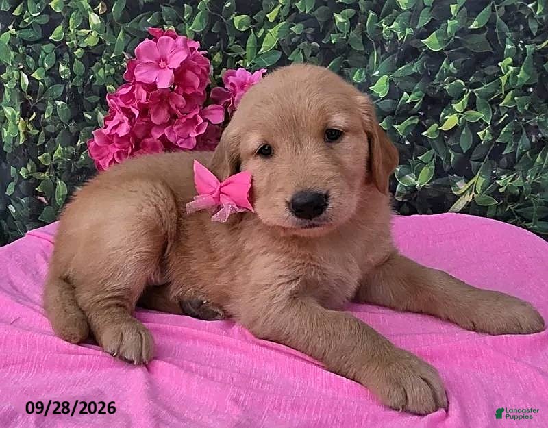 Golden Retriever dogs for sale: Gemma - Ad 1