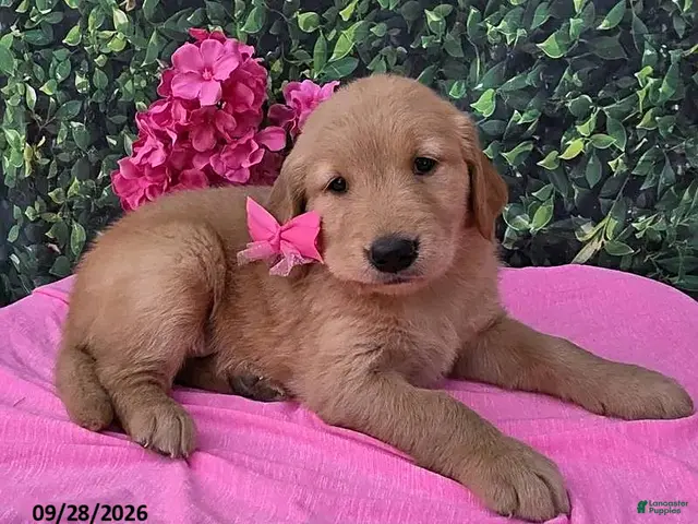 Golden Retriever dogs Gemma - Ad 35