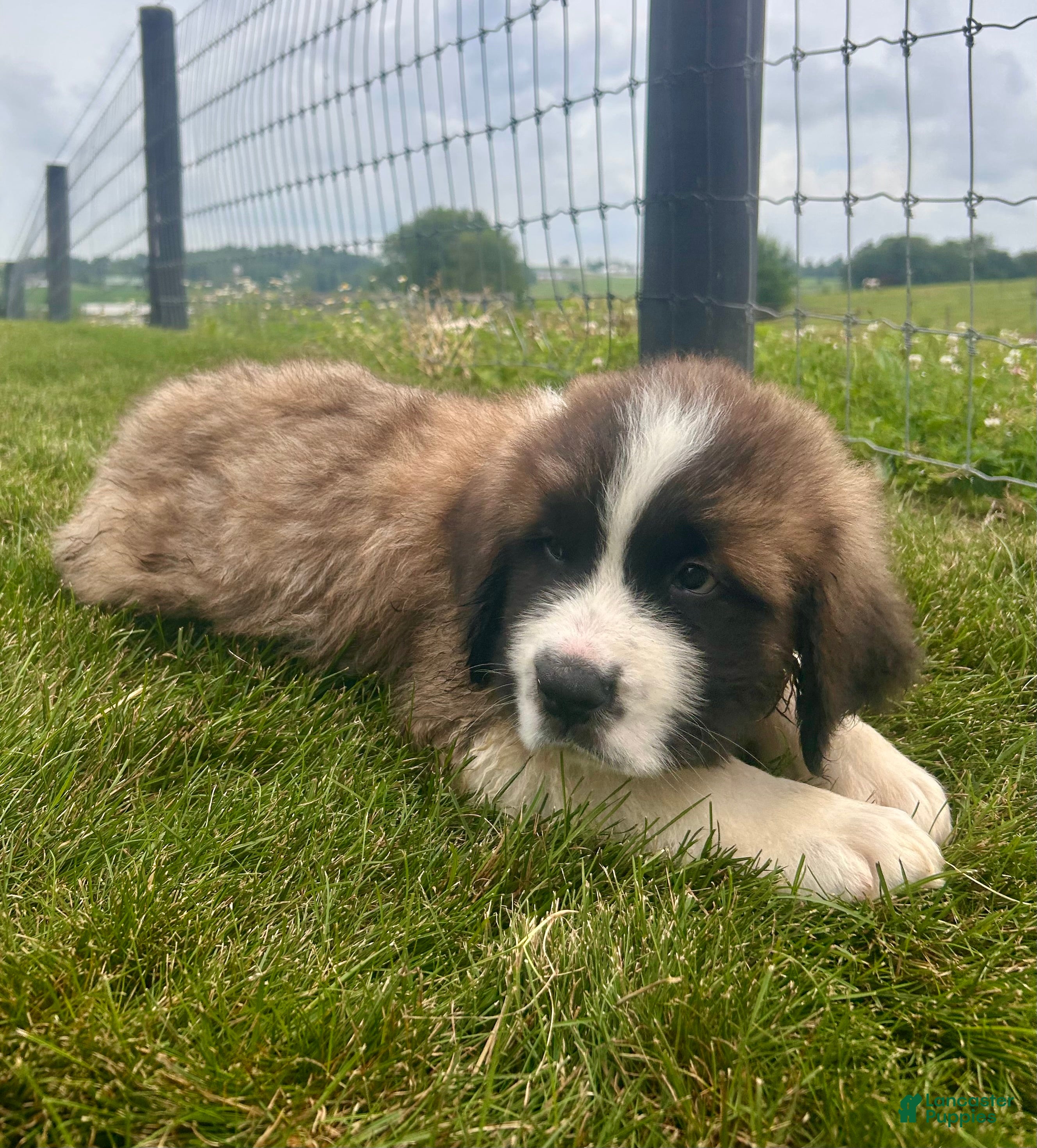 Saint Bernard dogs Bo - Ad 1