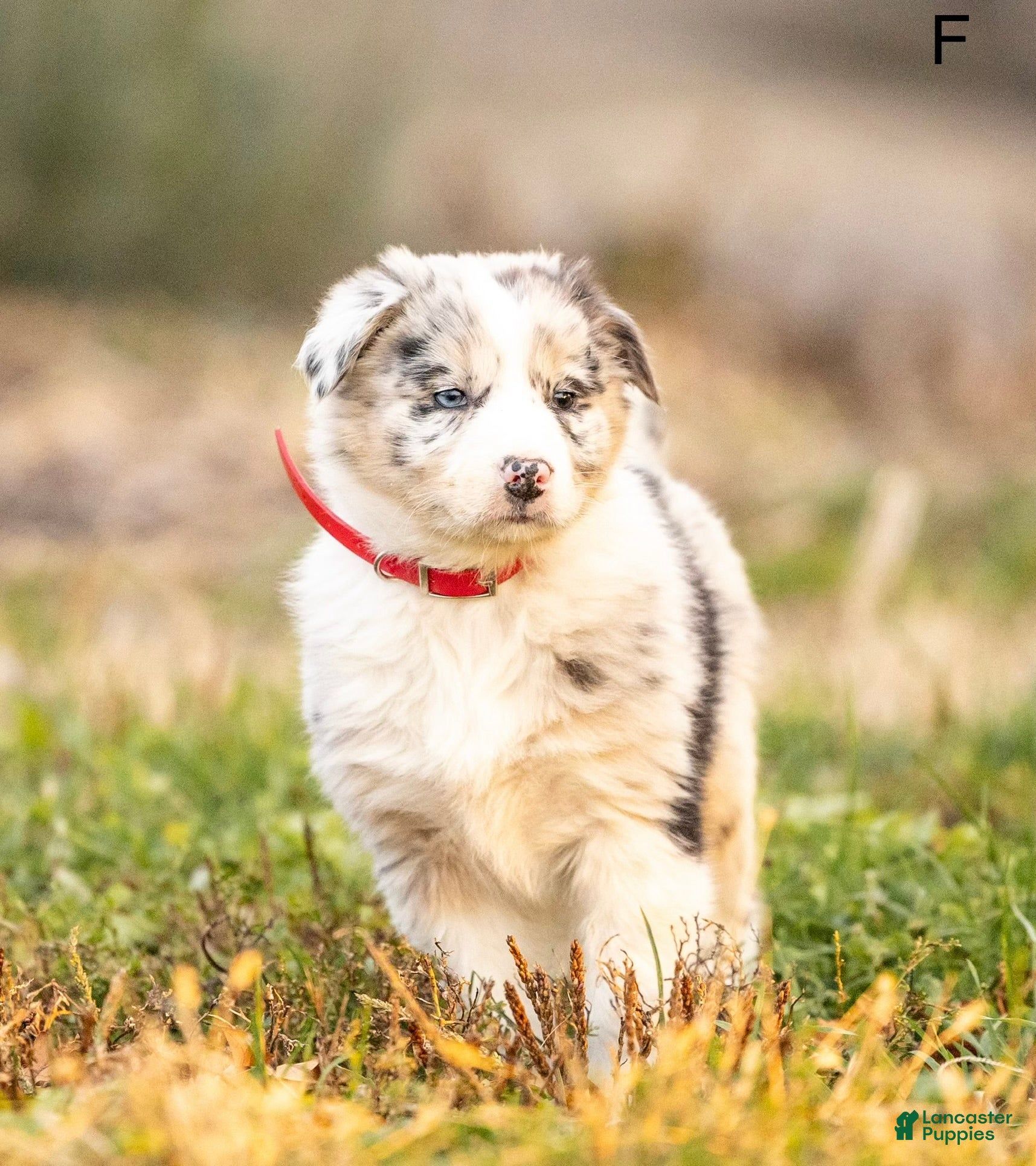 Mixed Breed dogs Cookie - Ad 1