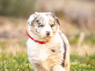 Mixed Breed dogs Cookie - Ad 40