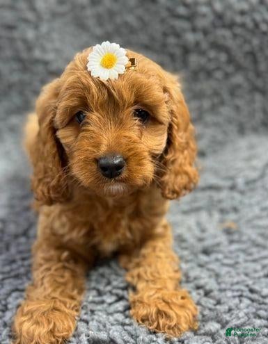 Cavapoo dogs Harley - Ad 25