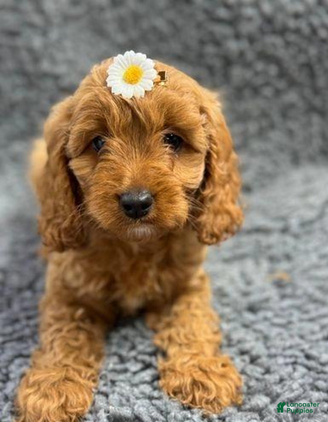 Cavapoo dogs for sale: Harley - Ad 1