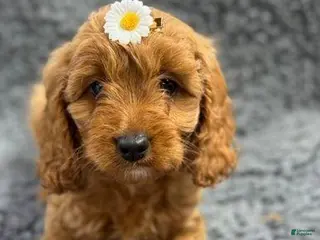 Cavapoo dogs Harley - Ad 9