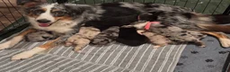 Australian Shepherd dogs for sale: Winnie - Ad 5